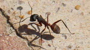 ant gps