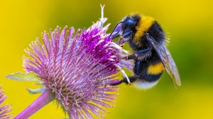 bumblebee bombus terrestris feeding nectar pink flowers