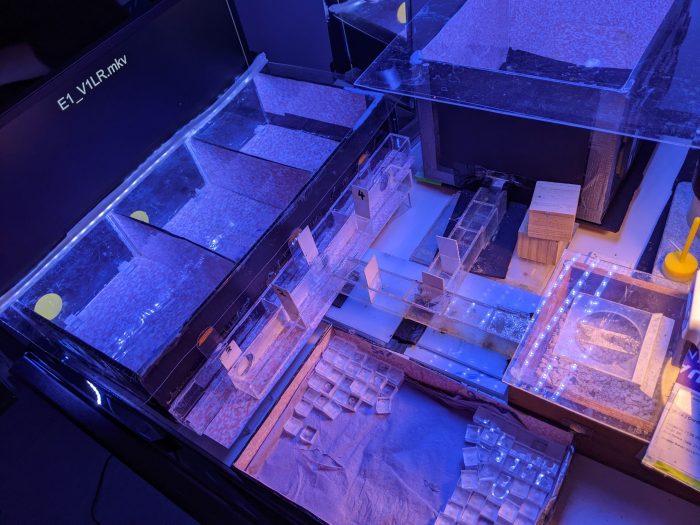 Шмели впервые продемонстрировали способность различать «точки» и «тире» как в азбуке Морзе