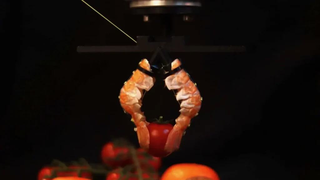 Учёные создали роборуку из панцирей омара для борьбы с пищевыми отходами