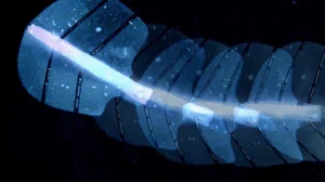 bez nazvaniya 2025 12 24t215120.593