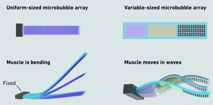 Швейцарские учёные создали робота-ската с мышцами из микропузырьков
