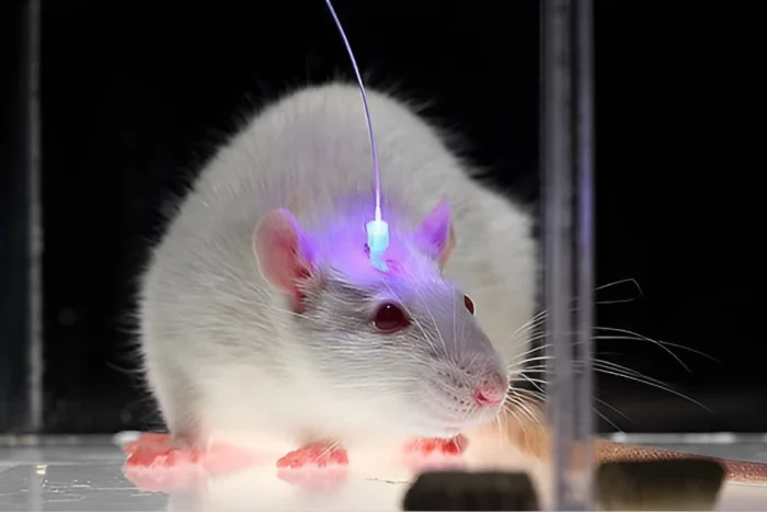 Учёные создали «нейро-ключ» для восстановления зрения и слуха