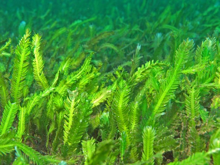 6 гигантов микромира: самые большие одноклеточные организмы на Земле