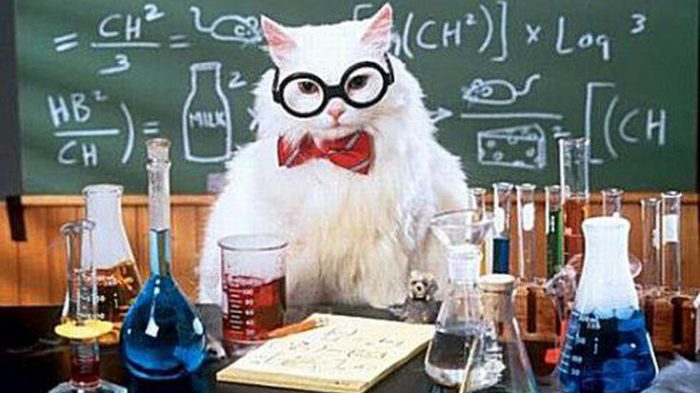 Вирус идей: научный взгляд на природу интернет-мемов