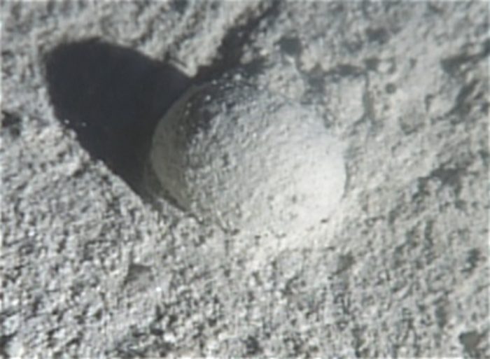 6 гигантов микромира: самые большие одноклеточные организмы на Земле