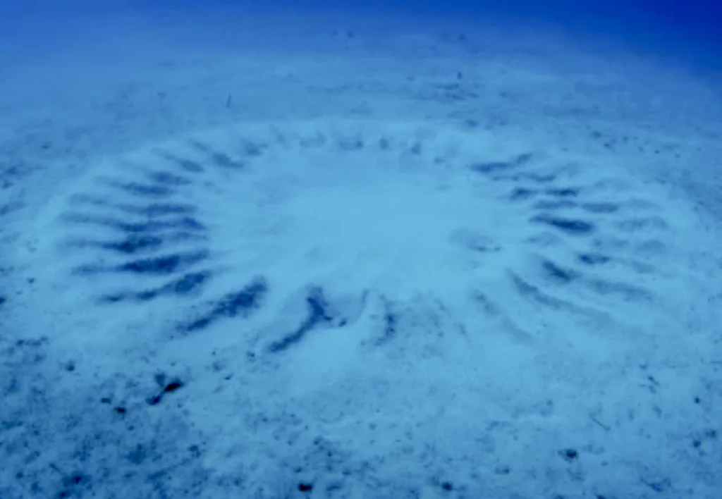 Учёные разгадали загадку таинственных кругов на морском дне Японии