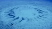 Учёные разгадали загадку таинственных кругов на морском дне Японии