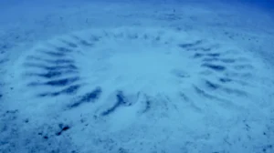 bez nazvaniya 2026 01 04t015328.454