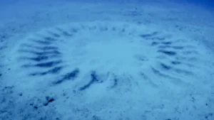 bez nazvaniya 2026 01 04t015328.454