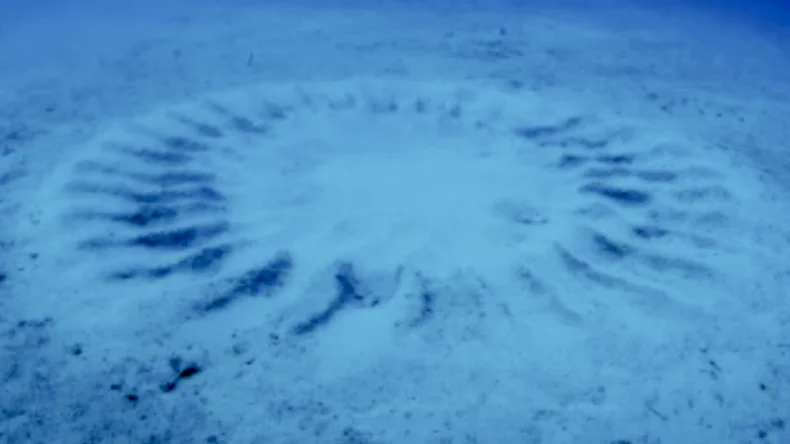 Учёные разгадали загадку таинственных кругов на морском дне Японии