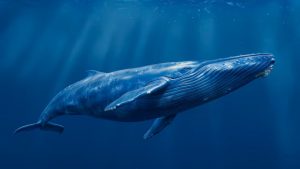 blue whale largest animal earth 1074281 9859