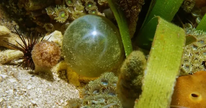 6 гигантов микромира: самые большие одноклеточные организмы на Земле