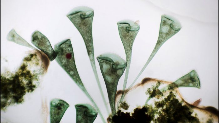 6 гигантов микромира: самые большие одноклеточные организмы на Земле