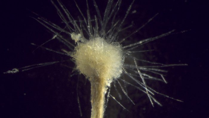 6 гигантов микромира: самые большие одноклеточные организмы на Земле