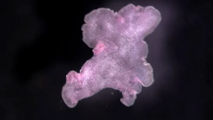 От рефлекса к рефлексии: как бессознательное стало сознательным