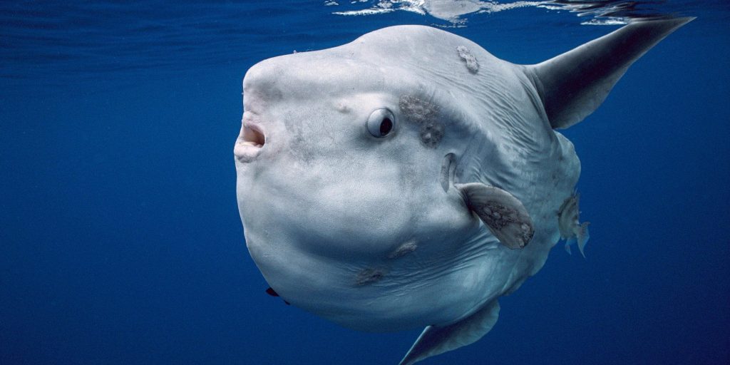 Гений глупости: почему рыба-луна — идеальное творение эволюции