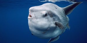 Гений глупости: почему рыба-луна — идеальное творение эволюции