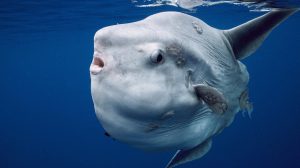 Гений глупости: почему рыба-луна — идеальное творение эволюции