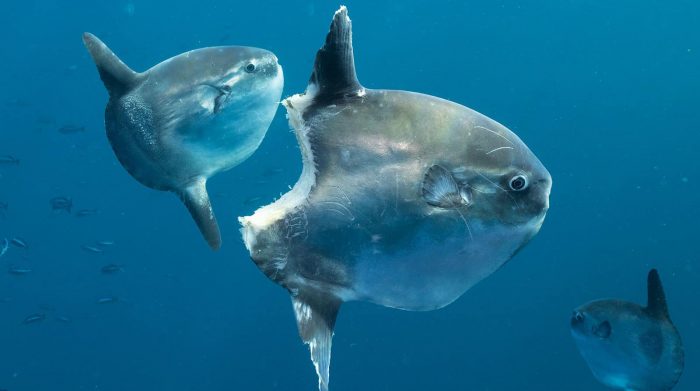 Гений глупости: почему рыба-луна — идеальное творение эволюции