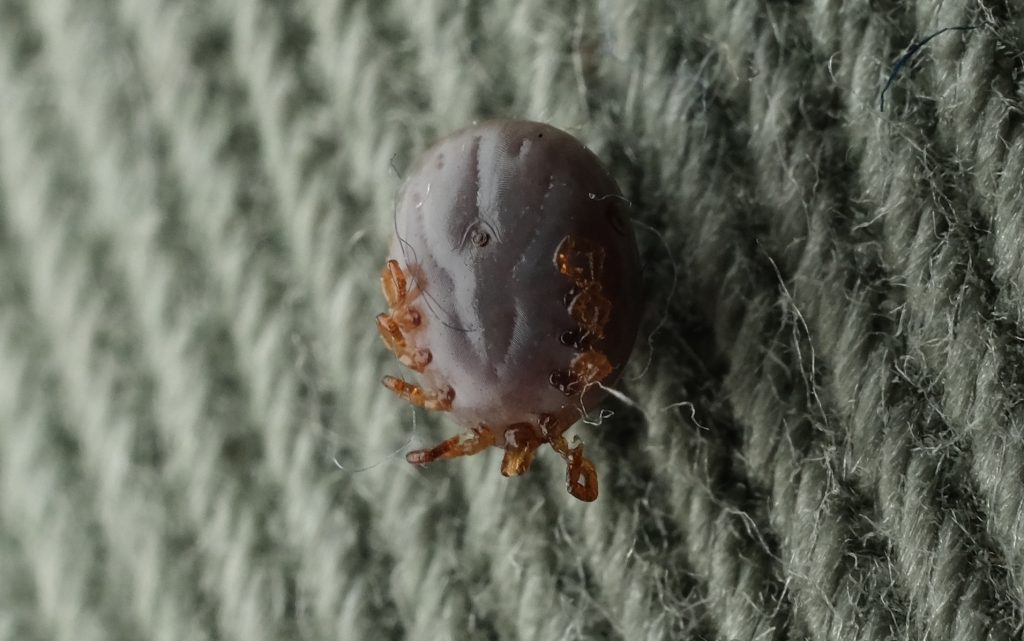 Живучий клещ: опасные членистоногие могут выживать в доме до трех недель