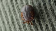 Живучий клещ: опасные членистоногие могут выживать в доме до трех недель