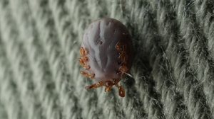 Живучий клещ: опасные членистоногие могут выживать в доме до трех недель