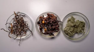 Из бурой водоросли извлекли полезный для здоровья сахар фукоидан