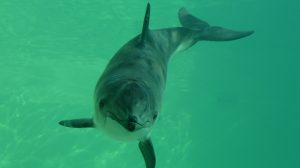 Морские свиньи умеют «убавлять громкость» шума от кораблей