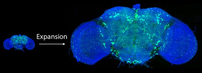 «Мозг мухи загрузили в Матрицу»: разбираем сенсацию, которой не было 2 «Мозг мухи загрузили в Матрицу»: разбираем сенсацию, которой не было