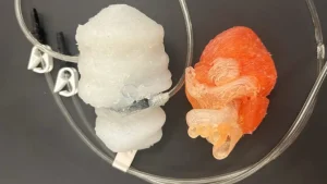 heart model 2