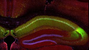 how groups of neurons