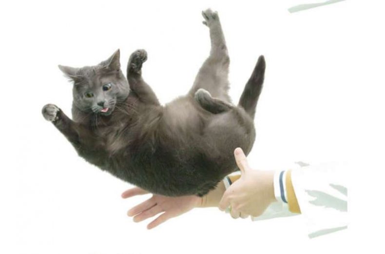 Кошки помогут создать более маневренных роботов