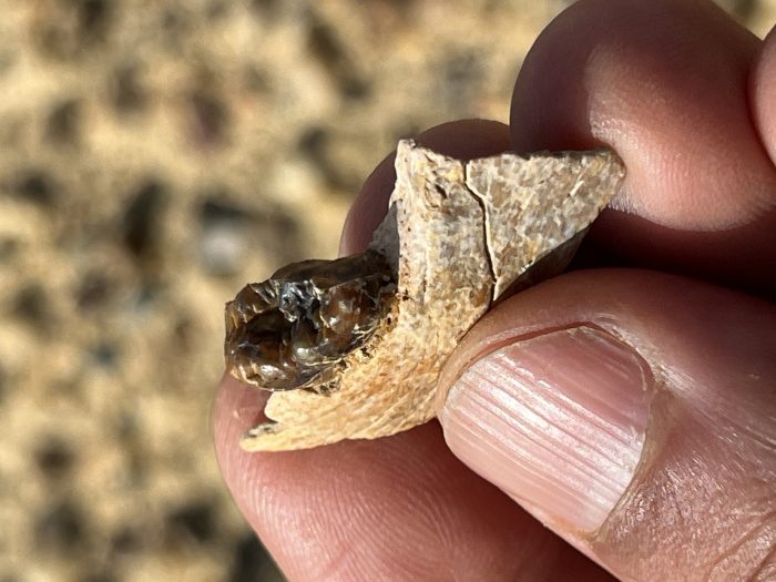 На раскопках в Египте найден, возможно, древнейший примат Земли 1 На раскопках в Египте найден, возможно, древнейший примат Земли