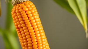 Почему большинство продуктов не вызывают аллергию? Все дело в особых фрагментах белков