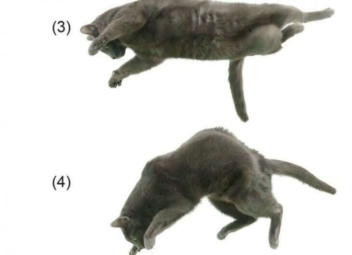 Кошки помогут создать более маневренных роботов
