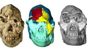 Завершена 3D-реконструкция лица австралопитека «Маленькая Нога», жившего 3,67 млн лет назад