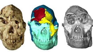 Завершена 3D-реконструкция лица австралопитека «Маленькая Нога», жившего 3,67 млн лет назад