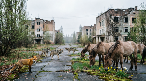 Лисы, волки и даже лошади Пржевальского: кто выжил в радиоактивном аду Чернобыля?