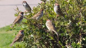Где воробьи? Орнитолог раскрыл причины сокращения их численности в Москве
