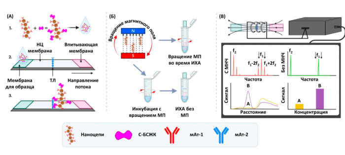Диагностика инфаркта по капле крови: нанотехнологии начали спасать жизни