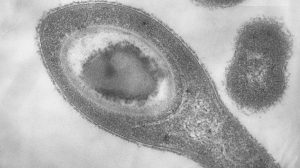 Выживающие без света и кислорода бактерии найдены в подземных водах Сибири