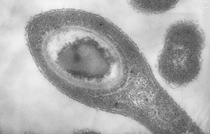 Выживающие без света и кислорода бактерии найдены в подземных водах Сибири