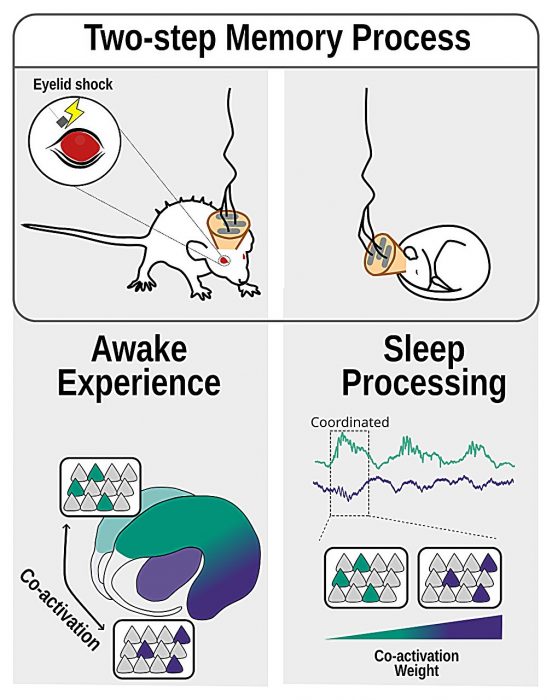 Сон и эмоции: как мозг хранит боль и радость