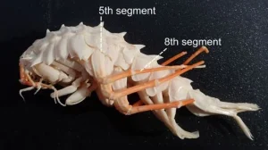 Рачки-киборги: из байкальских бокоплавов сделали биосенсоры