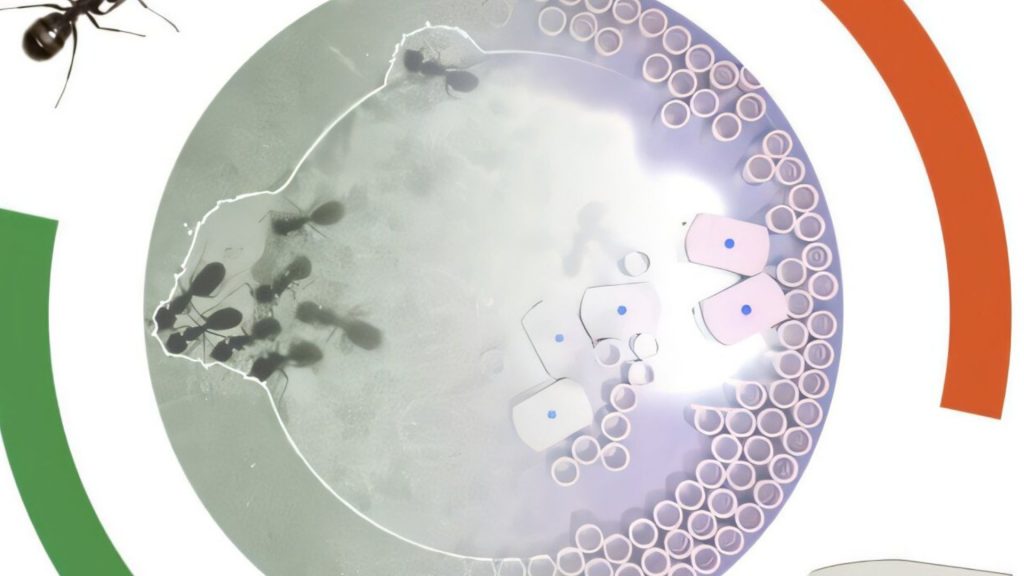 Роботы-муравьи из Гарварда строят без команд: рой сам собирает и разбирает конструкции