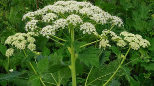 Борщевик увидят из космоса: студенты помогли обучить нейросеть