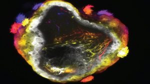 Созданы первые живые роботы с собственной нервной системой