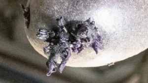 purplelifeform