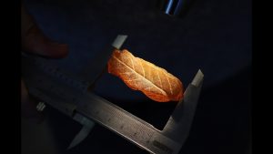 Янтарь с «лицом» древнего леса: найден отпечаток дубового листа, которому 50 миллионов лет